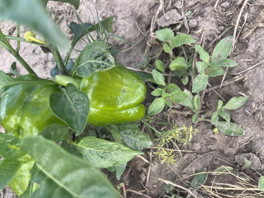 Pepper